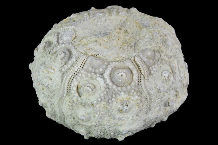 Detailed Nenoticidaris Fossil Urchin - Morocco #90410